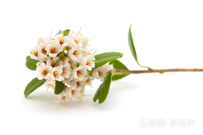 越橘花照片 正版商用图片1fyjup 摄图新视界