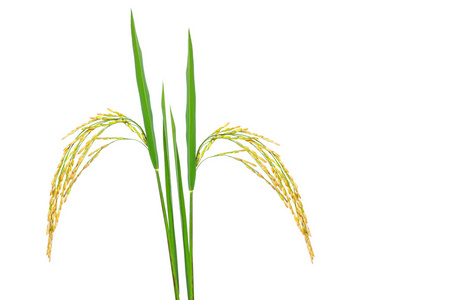 水稻秋收时间图片-水稻秋收时间素材-水稻秋收时间插画-摄图新视界