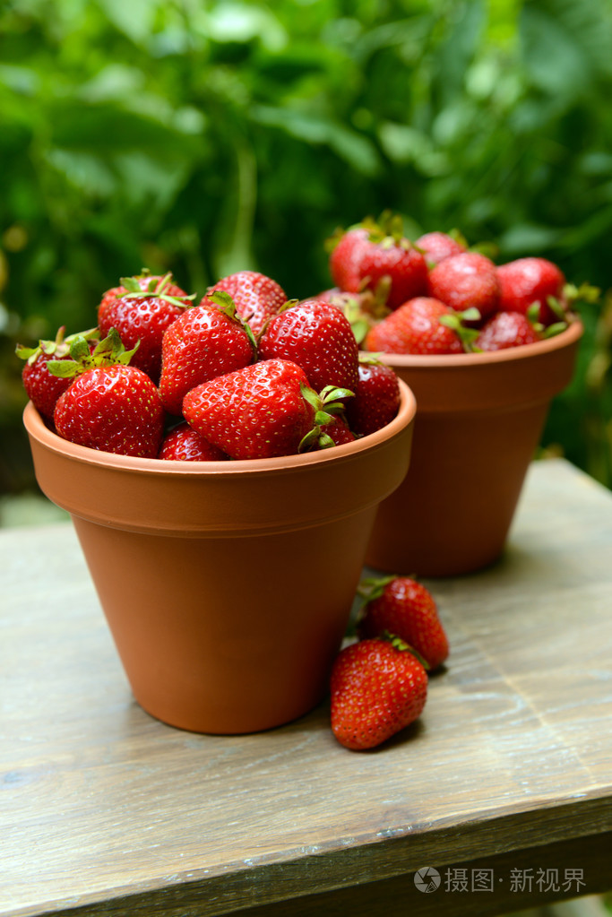 在花园里的桌子上的花盆里的甜草莓成熟