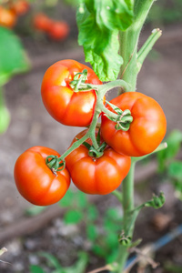 很多束与成熟红色和未成熟的绿色西红柿，生长在温室