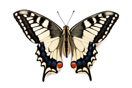 蝴蝶凤蝶 machaon