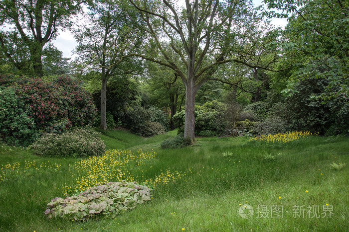 景观形象的美丽的充满活力的郁郁葱葱的绿色的森林林地