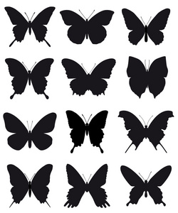 美丽的蝴蝶装饰和设计白色背景上的剪影