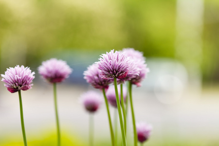 紫色的花