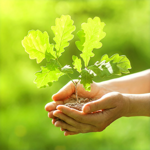 春天的小树苗橡木小树苗在手中.叶中的阳光照片