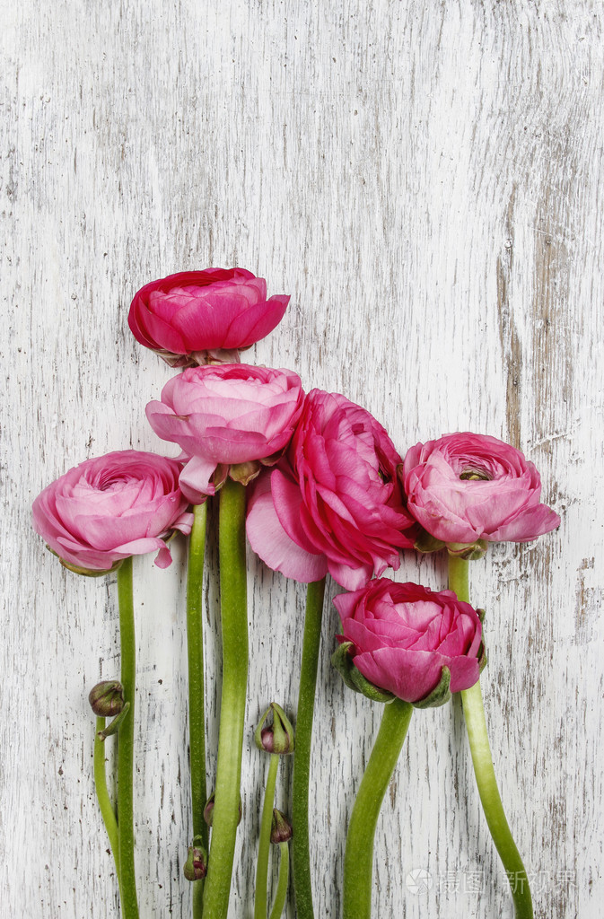 粉红色的波斯毛茛花毛茛属在木制的背景上