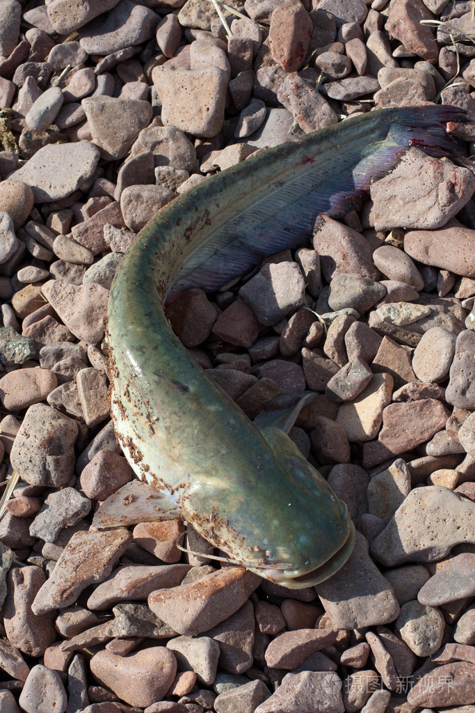 鲶鱼-phractocephalus hemioliopterus