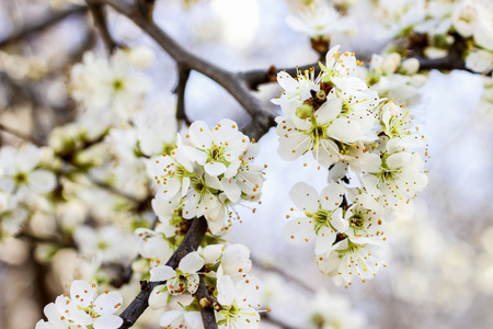 kvetouc vtev tee. krsn jarn krajina盛开的樱桃树的分支。美丽的春天风景