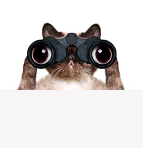 双筒望远镜猫搜索 寻找和观察与护理