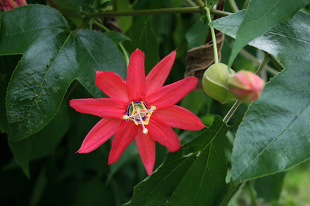 花红亚洲