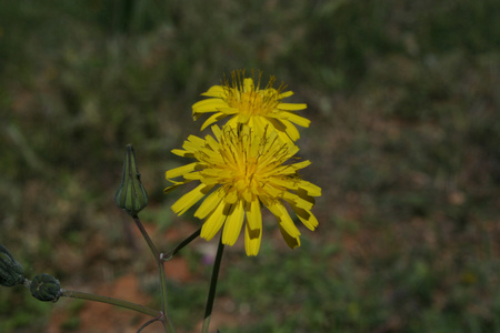 dandelion 黄色