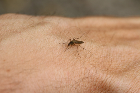 蚊子吸血从一个人的手臂图片