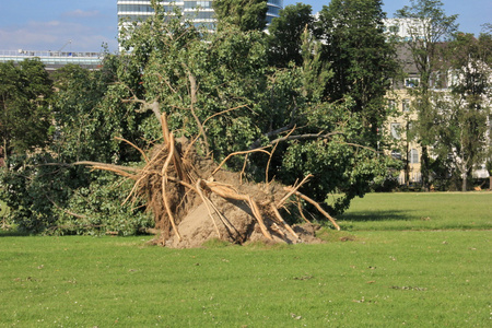 公园里被大风吹倒的落树照片