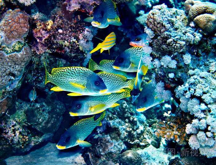 珊瑚鱼在水中的组