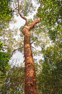 森林中的 gumbolimbo 树