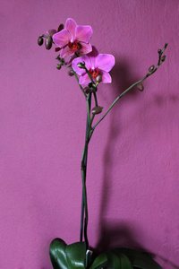 神秘莫测的淡紫色兰花