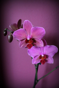 神秘的紫色兰花