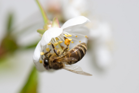 蜜蜂收集花蜜的樱桃花