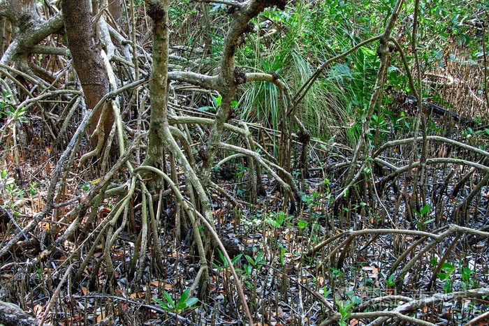 红红树林根