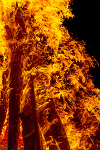 夜晚燃烧的篝火把火焰梳理成质地和背景，结实的树枝燃烧着森林的火树