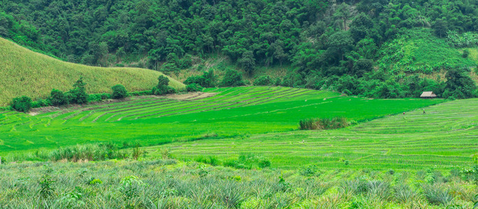 绿色的梯田在泰国清莱，