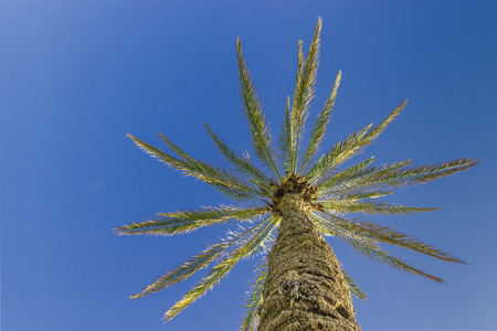 棕榈树映衬在蓝天下分离