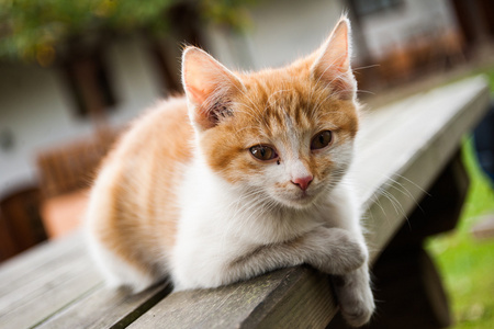 可爱喵喵叫斑纹猫户外照片