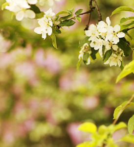 树美丽白花芽