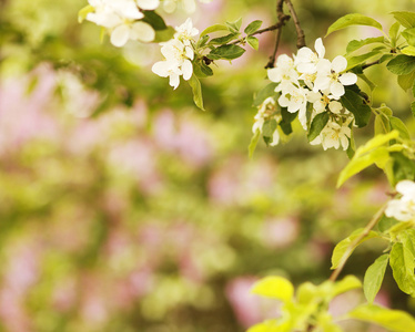 树美丽白花芽