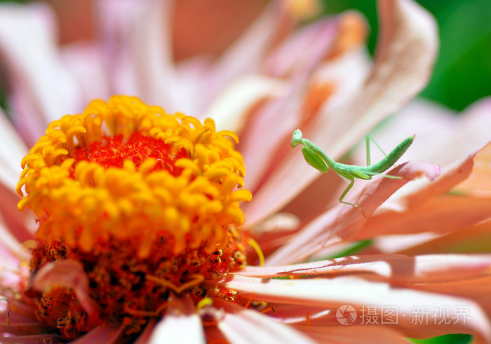 *3755px无水印下载免费10次/天下载小样发票合同问题/举报橙色向日