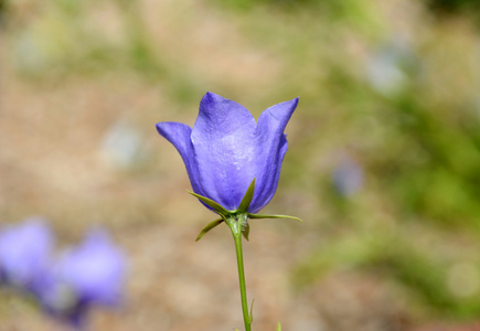 蔓性风铃花图片