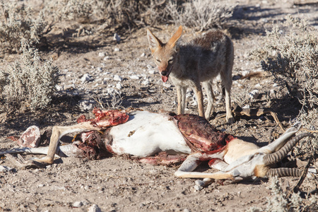豺狗吃羚羊在纳米比亚埃托沙野生动物园