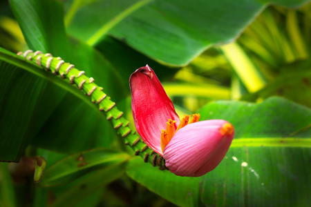 观赏香蕉花