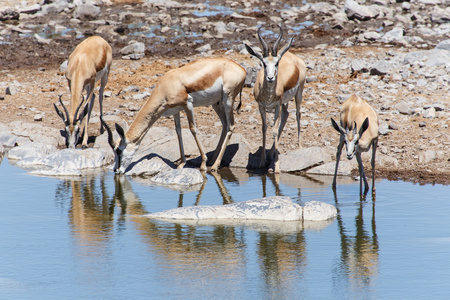 羚羊在纳米比亚埃托沙野生动物园
