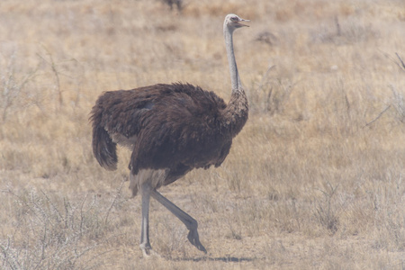 野生动物园纳米比亚雌鸵鸟-在纳米比亚埃托沙野生动物园照片