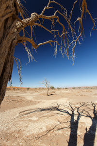 在 sossusvlei，纳米比亚的死树
