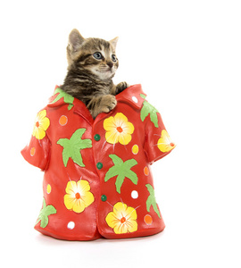 可爱的斑纹猫，在夏威夷衬衫