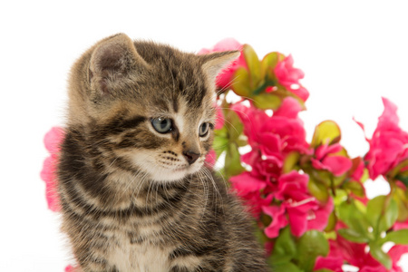 映入眼帘的小猫和鲜花