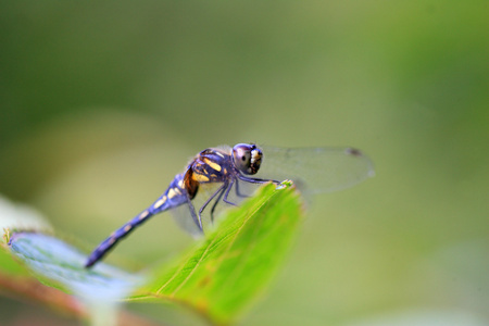 在日本的 sympetrum 斑蜻蜓