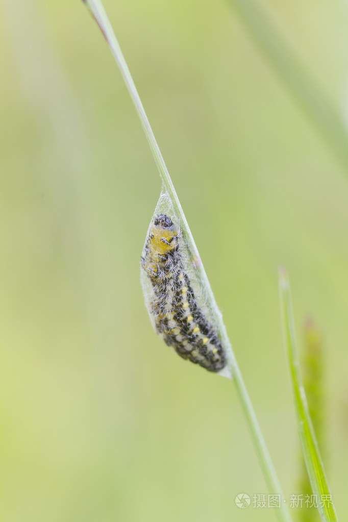 5点伯内特的毛虫蛹