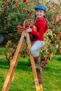 苹果园摘红苹果放在篮子里的女孩