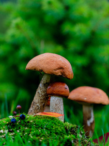 在 moss 中的蘑菇