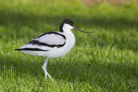 avocetrecvirostra avosetta