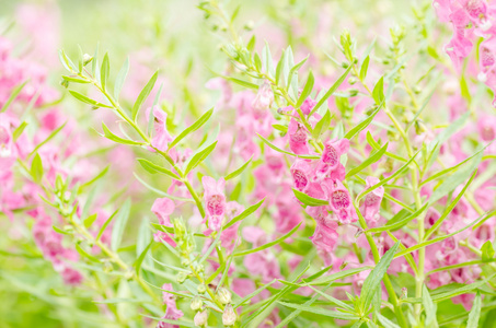 金鱼 金鱼草或龙花