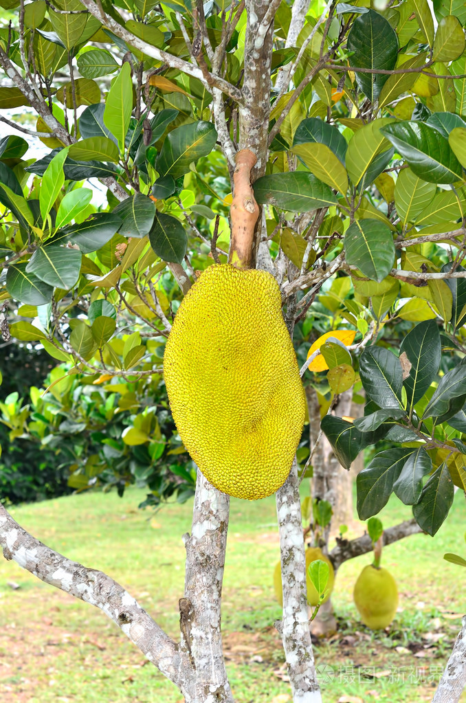 jackfruits 在一棵树上