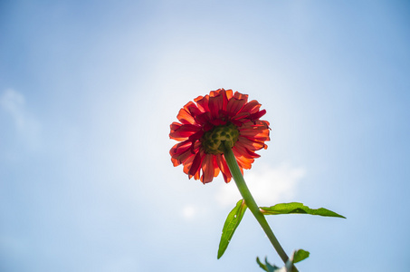 百日草花和蓝色的天空