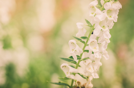 金鱼草 金鱼草或龙花复古