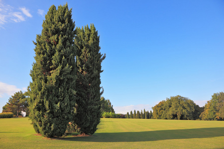 绿色的草地草坪上两个细长柏树