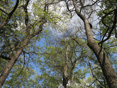 美丽的蓝天和云形成与树木显示新的春天时间增长在星空州立公园, 伊利诺伊州