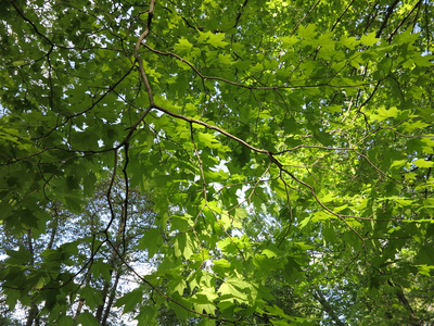 春天的时间在饥饿的岩石州立公园, 乌蒂卡, 伊利诺伊州的树木显示美丽的绿叶